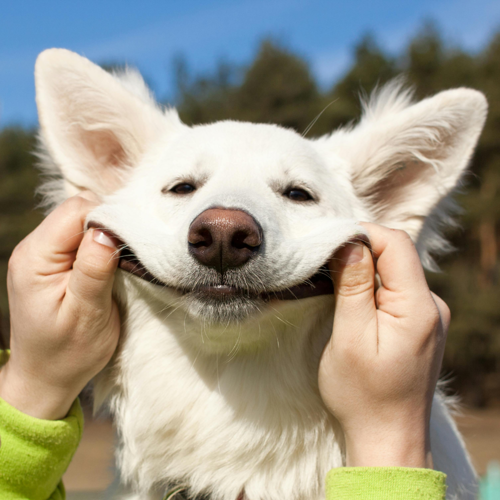Pet Essentials